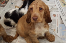 Designer puppies rescued from horsebox and van at Dublin Port