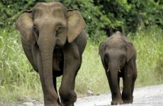 Pygmy elephant gores Australian tourist to death