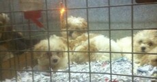 Illegal dog breeding on an industrial scale is turning Ireland into the "puppy farm capital"