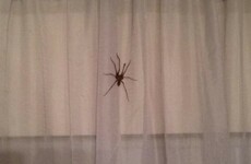 Massive spiders are invading Irish homes again - Here's why