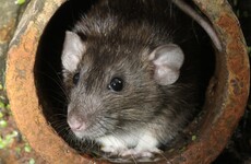 'Significant' HSE staffing problems caused delays dealing with Dublin rat infestations