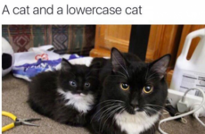 Here's what's going viral right now: Sunday