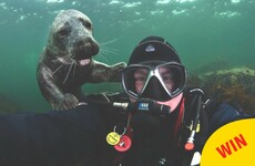 15 of the greatest Irish animal selfies ever taken