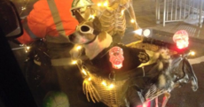 The coolest dog ever has been spotted cruising around Dublin this evening