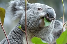 Australian police stop woman in the street, find koala in her bag