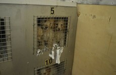 'Quiet, hungry' puppies shipped from Dublin Port will soon need new homes