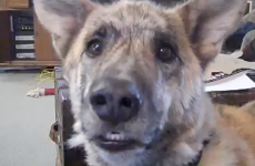 Talking dogs and babies: what Ireland watched on YouTube in 2011