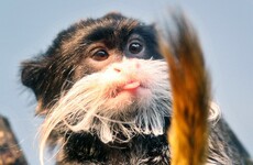 'Mum cradled the baby straight into her arms': Miniature monkeys reunited after zoo theft