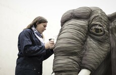 Pictures: How 23 students brought the Jungle Book to life for the Toy Show this year