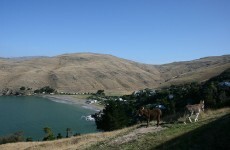 Series of strong earthquakes hit New Zealand's Christchurch