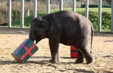 Surprise! Elephants have six toes on each foot
