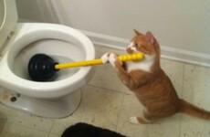 Here's what's going viral right now: Friday