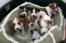 Thirteen puppies destined for UK market seized at Dublin Port