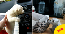 The tiny puppy abandoned at Dublin Airport has found a new home