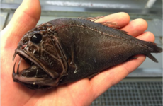 This fisherman tweets all of the horrific creatures he finds in the sea, and it's pure nightmare fuel