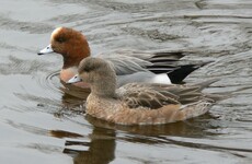 Bird flu found in wild duck in Wexford