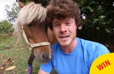 An Irish guy in New Zealand is raising funds for a pony's surgery after seeing it get attacked