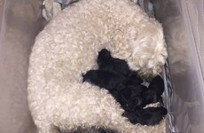 A teenager had a very amusing reaction to her dog having black puppies