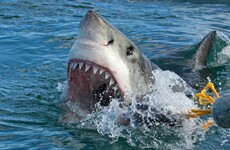Man left in freezing shark infested water for six hours after being dragged out of boat by fish