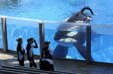 Tilikum, SeaWorld whale that killed trainer, dies