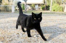 Poll: It's Friday the 13th. Do you care?