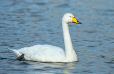 Sixth case of bird flu in Ireland found in whooper swan