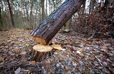 Two men arrested over €5 million land and forestry fraud
