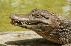 Unwelcome guest: Crocodile wanders into family living room