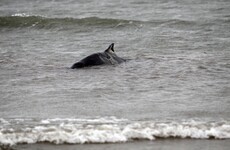 56 dolphins and whales have washed up on Irish beaches so far this year