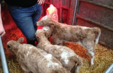Four identical calves have been born in Co Clare. The farmer couldn't be happier