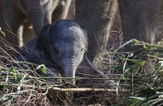 Dublin Zoo celebrates a very adorable new arrival