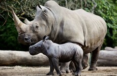 Dublin Zoo confident in its security as European zoos take extra steps to protect rhinos