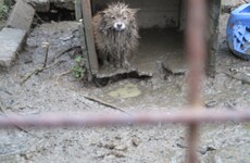 'Hungry, thirsty, filthy': Woman fined €2,500 after dogs discovered in horrendous conditions