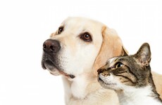 After spate of animal cruelty cases, Taiwan has decided to ban the eating of cats and dogs