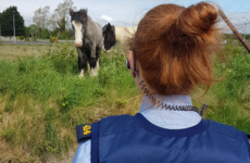 Lost some horses? Gardaí found a couple wandering in Naas this morning