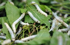 A Chinese food startup wants to sell noodles... made out of powdered silkworms