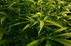Three arrested over Tullamore drug seizure