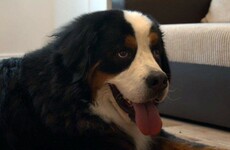 There was a dog called Guinness on The Supervet last night and everyone was rooting for him