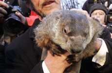 Happy Groundhog Day! But what's it all about?
