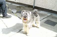 Gardaí to the rescue after dog found locked inside car in today's soaring temperatures