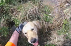 Coast Guard rescues golden retriever trapped 15ft down a cliff in Sutton