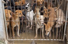 'We always manage to have enough dogs': Notorious dog meat festival gets underway in China