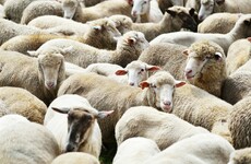 Irish farmers warned about Bluetongue virus after outbreaks in France