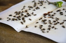 Locals bearing the brunt as 'plague of flies' take up residence in Ringsend