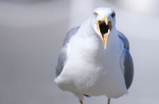 Poll: Have you been divebombed by a seagull this year?