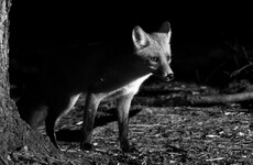 'No plans to ban night-time shooting' for hunters and predator control