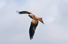 Endangered bird found dead with gunshot wounds in Co Down