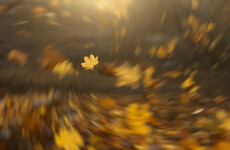 Morning fog and thunderstorms: This week's weather is looking pretty autumnal