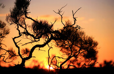 Part of a 'long-term trend', Australia had its hottest winter on record