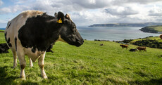 'Tinder for bulls' made its debut at the Ploughing. But what do farmers think of it?